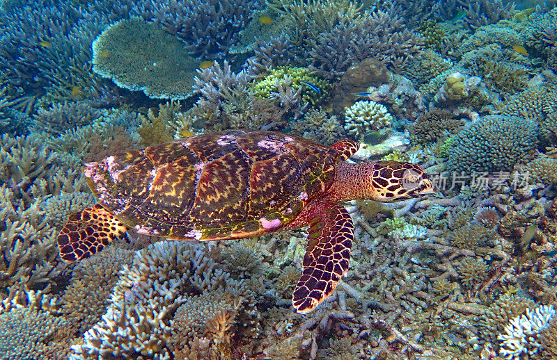 玳瑁(Eretmochelys imbricata)